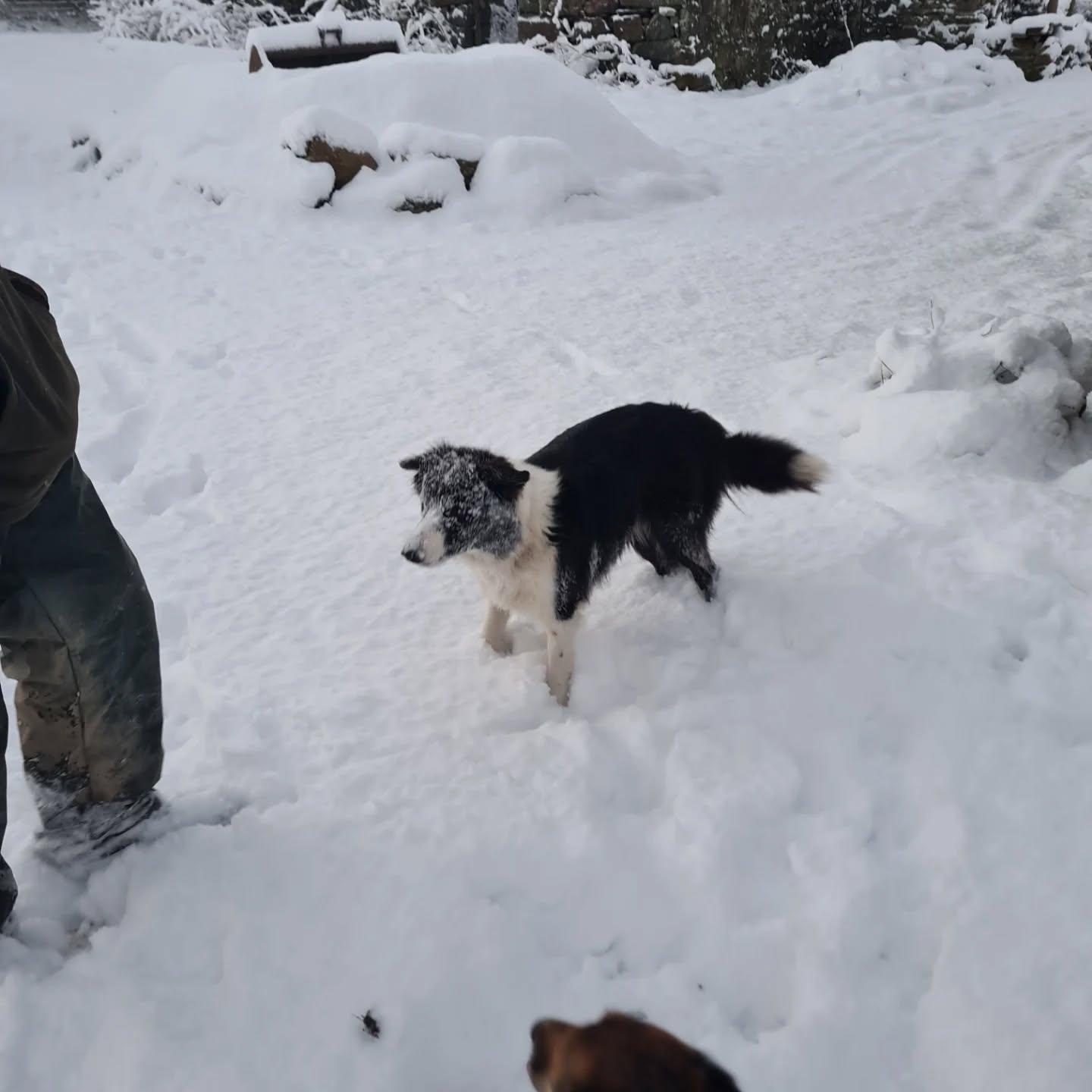 The border collies absolutely loving it