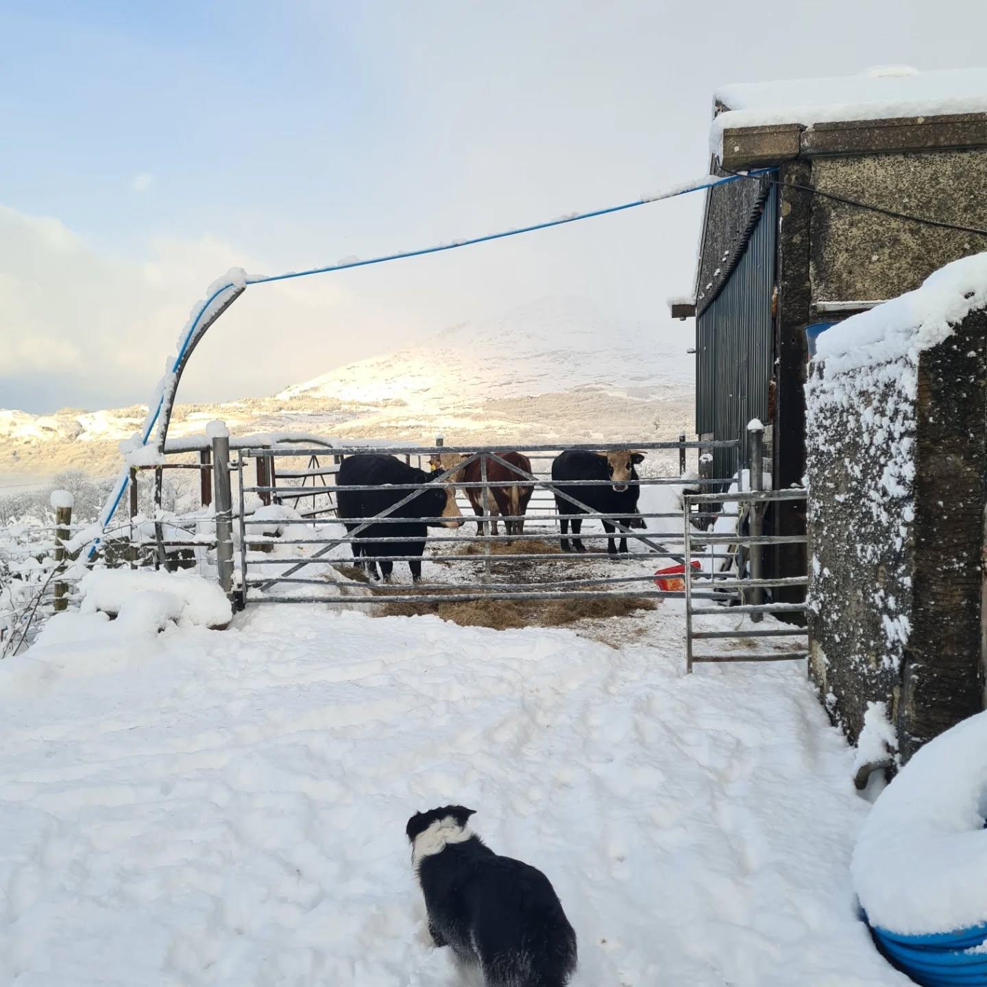 Cattle with the snow-dusted mountains behind