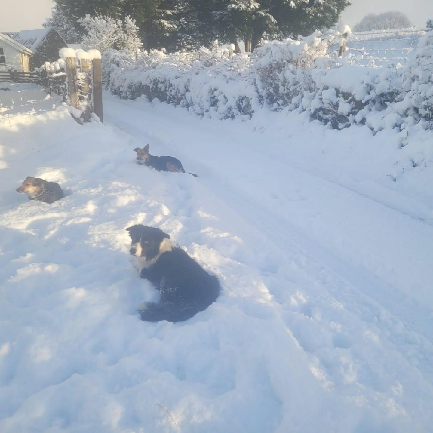 Happy dogs in the snow