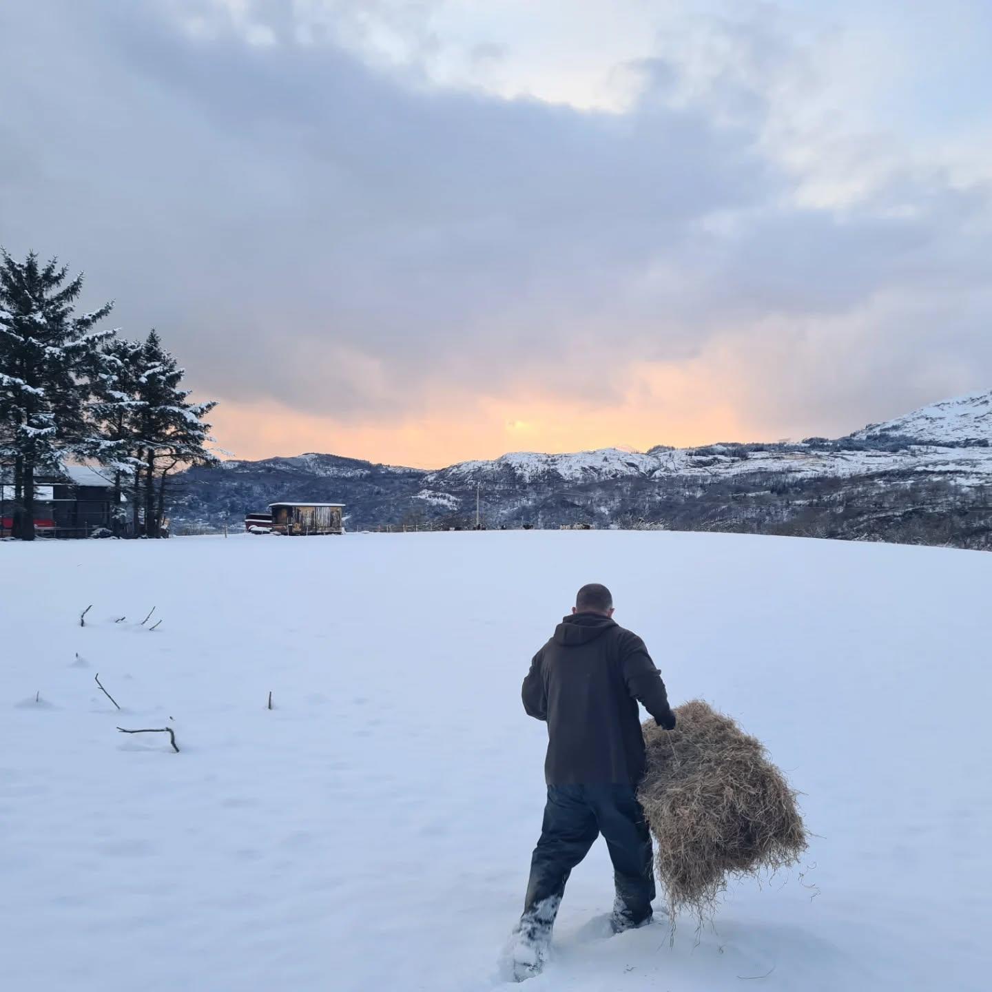 Kevin putting out the morning hay