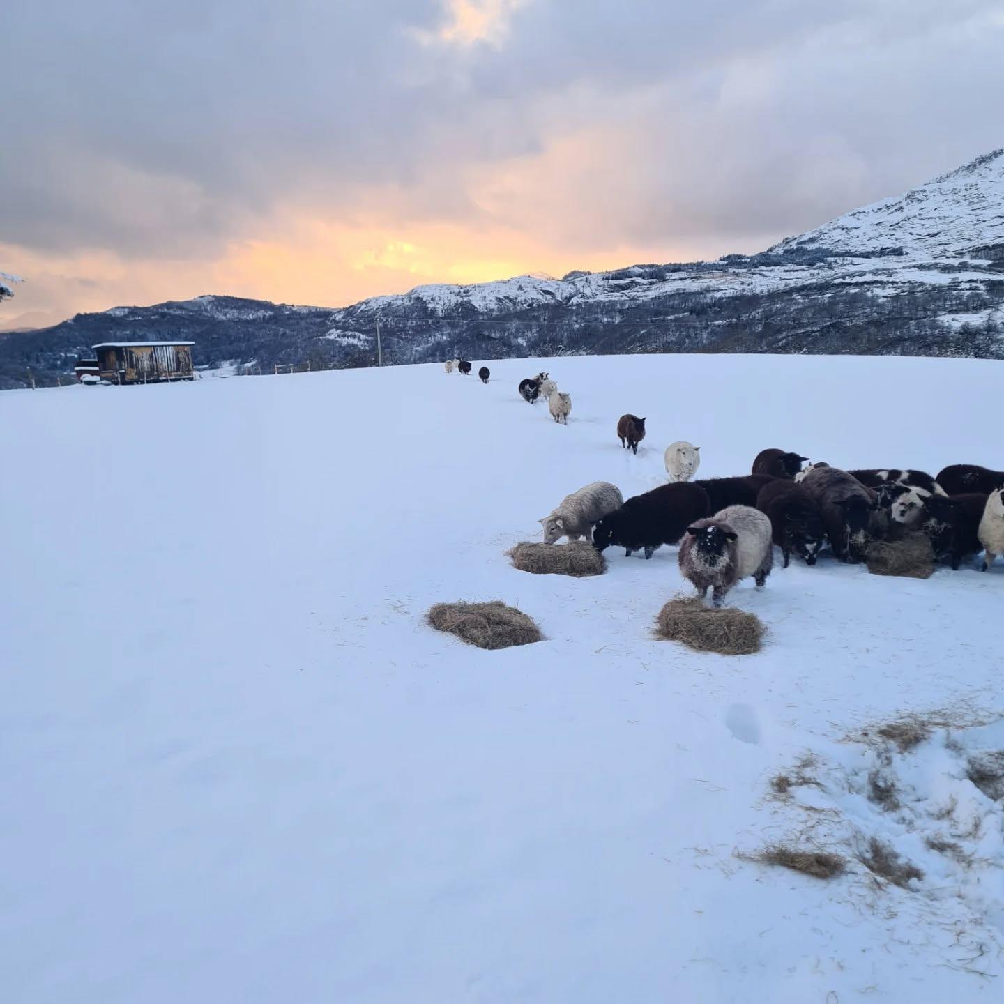 January Snow on the Farm