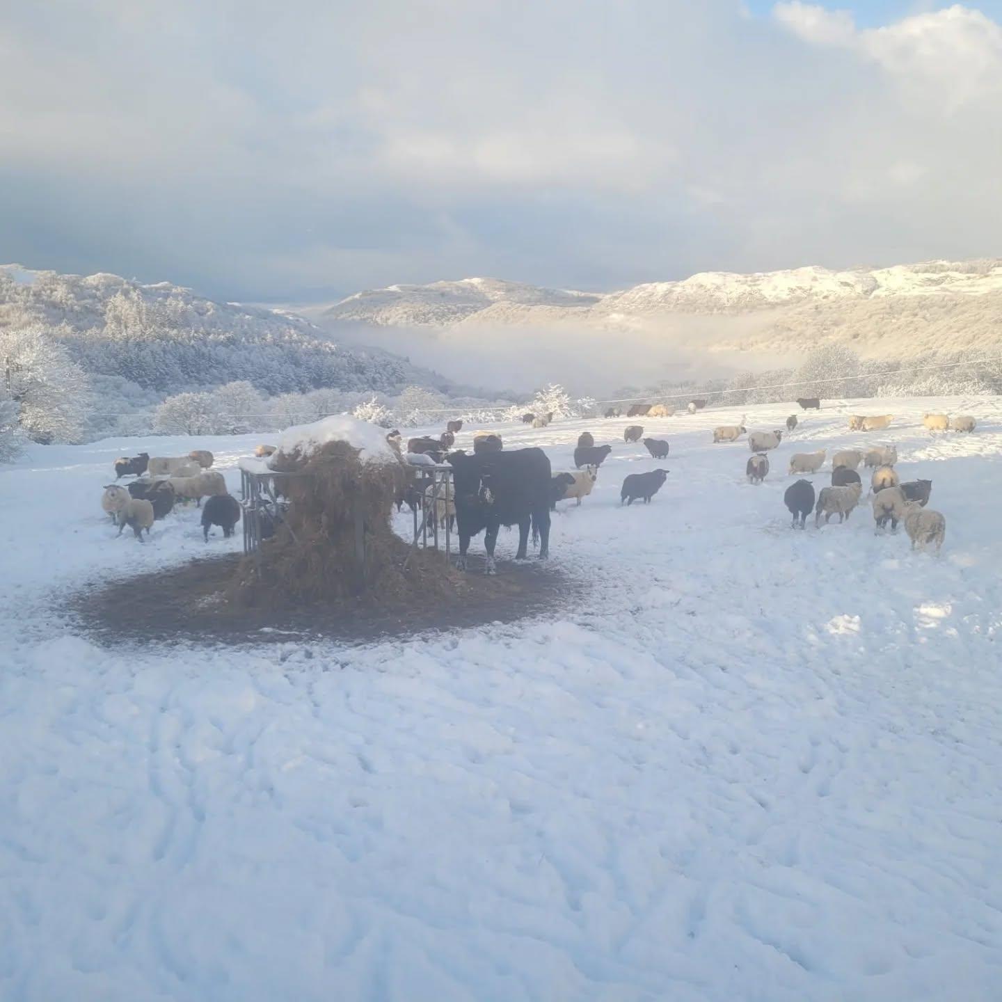 Sheep making their way through the drifts