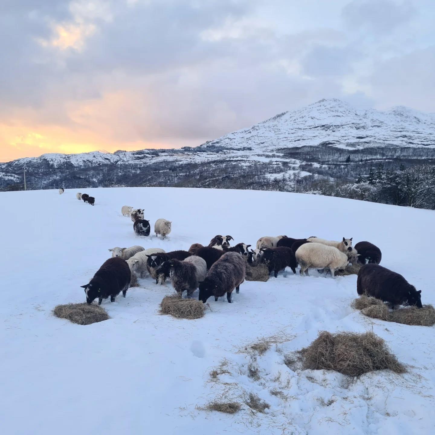 The flock at golden hour in the snow