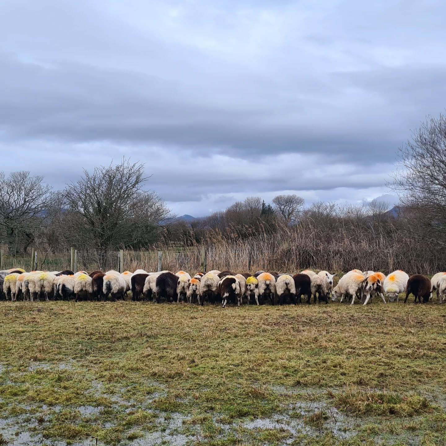 Sheep flock in winter