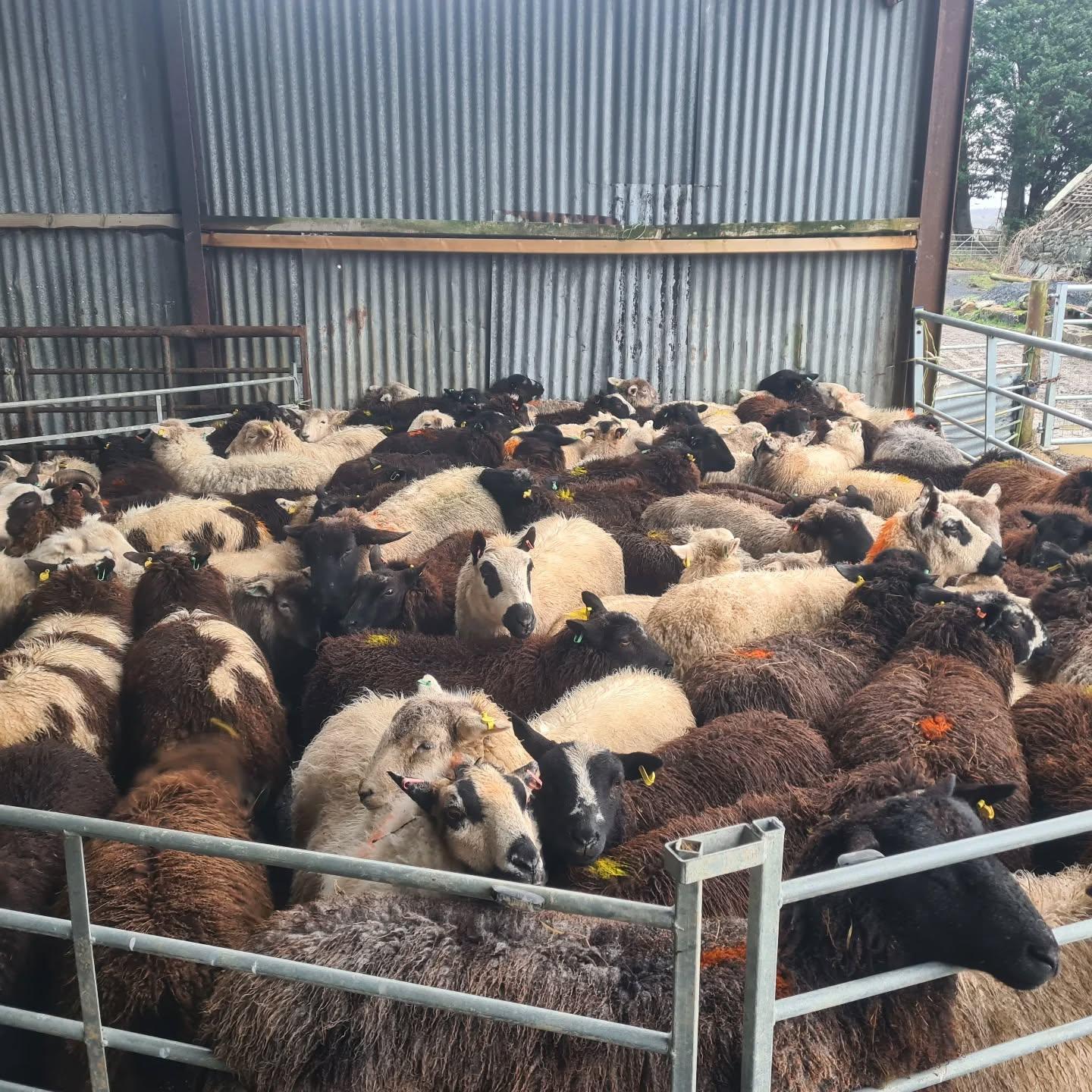 Sheep in the pen