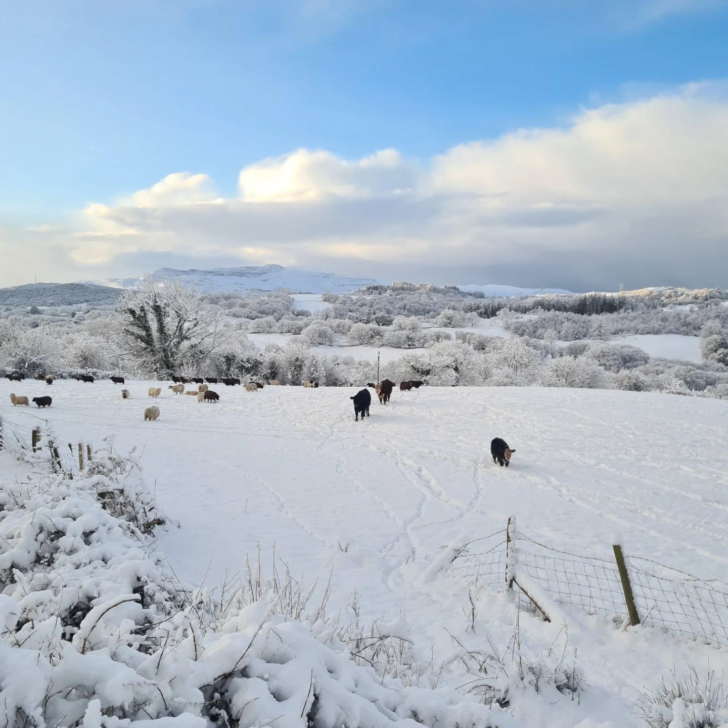 Snow landscape