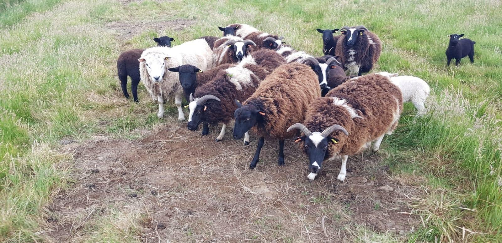 Flock grazing